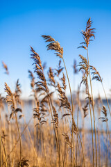 Hamburg, Germany. Reed (Phragmites australis) at the lake Alster in winter.