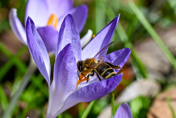 AUT, Fruehling, Blumen, Fruelingsboten