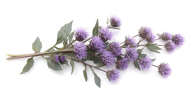 Purple flower sprig, isolated, white background
