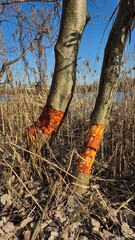Beavers gnawed at a tree in the spring
