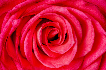 Close up of a red rose blossom.