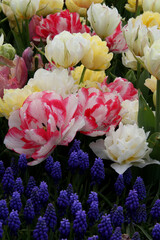 Bright white-pink, yellow and white tulips with blue flowers in the foreground in Goztepe Park during the annual Tulip Festival in Istanbul, Turkey