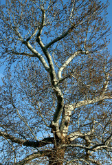 Beautiful blue sky and tree branches on their background in early spring