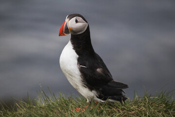 Iceland – Charming Puffins in Their Natural Habitat