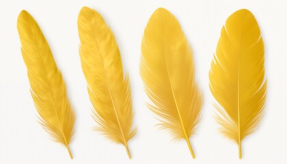 gold yellow pink green blue silver purple orange feather isolated on white