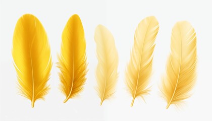 gold yellow pink green blue silver purple orange feather isolated on white