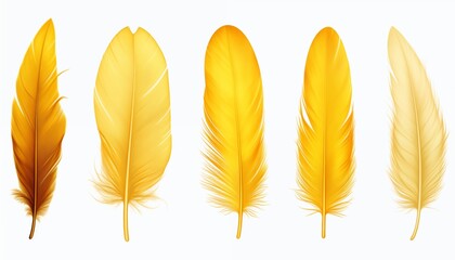 gold yellow pink green blue silver purple orange feather isolated on white