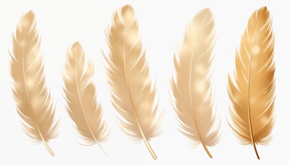 gold yellow pink green blue silver purple orange feather isolated on white