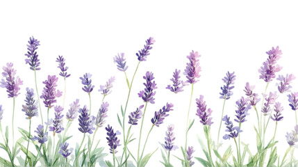 Naklejka premium Lavender Flowers Bloom Isolated on White