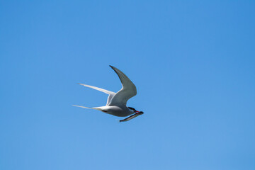 Iceland &ndash; Birds with Fish in Their Beaks in the Wild Icelandic Waters