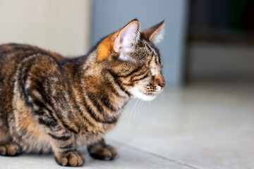 Closeup image of a cats face with a blurry background