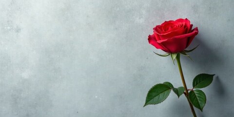 Obraz premium A single, vibrant red rose stands elegantly against a muted gray backdrop, a symbol of affection and beauty
