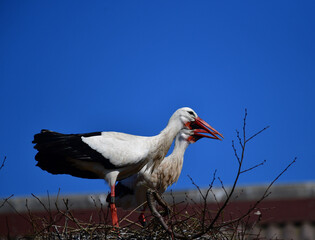 Weissstörche im Nest