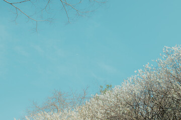 春の空