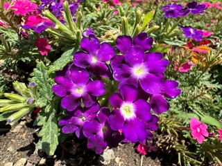 Verbena hybrida blooms purple. Close-up of fresh and bright flowers of purple garden verbena. Many delicate fresh vivid purple magenta flowers of Verbena Hybrida Nana Compacta plant.