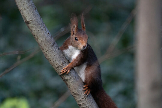 A red squirrel on a tree - Powered by Adobe