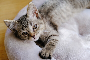Little kitten relaxing on a soft cat bed.