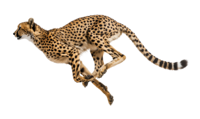 A cheetah is running across a white background