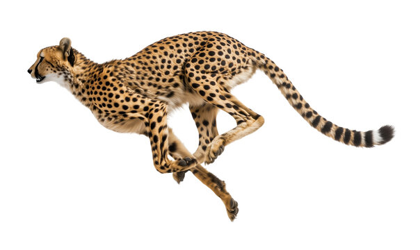 A cheetah is running across a white background