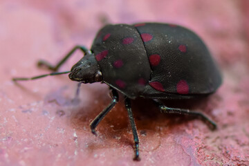 insecto