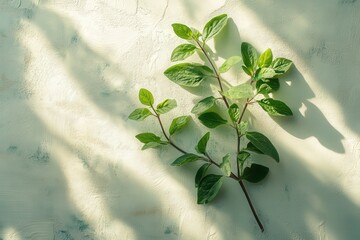 Vibrant emerald leaves cascade over a stark white stucco wall, creating a serene juxtaposition as they lean leftward, whispering stories of life against the smooth backdrop