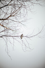 A barred owl sitting on a branch in snowy Vermont.