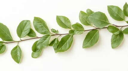 Fototapeta premium Green Branch with Detailed Leaves on White Background