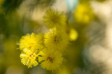 macro © Paolo