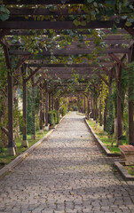 An ancient stone-paved path under a wooden pergola covered with vines and tropical plants. The sun's rays penetrate through the leafy alley-pergola. Perspective