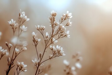 Delicate white wildflowers on brown stems against soft blurred background create dreamy natural composition with gentle morning light and bokeh effect.