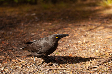 Rußkrähenstar, Strepera versicolor in Huon Campground Südwest Tasmanien Wildnis.