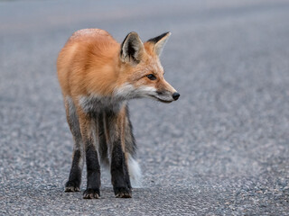 Renard