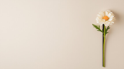 Obraz premium Minimalist Floral Frame, Single daisy on beige background, minimalistic style