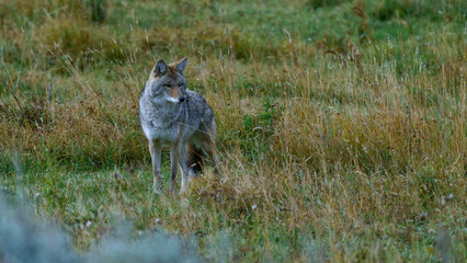 Coyote