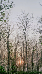 the cold morning while watching the sun rise behind the trees