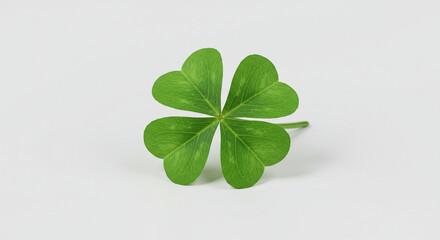 Small green four leaf clover for good luck St. Patrick's day isolated background,leaf, clover, green, isolated, herb, plant, fresh, white, nature, luck, mint, 
