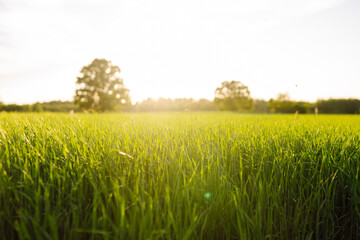 View of a bright green sprouting agricultural field at sunset. Tranquil atmosphere of a rural...