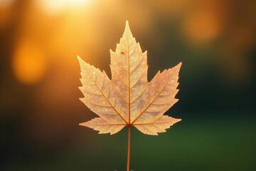 Fototapeta premium A Single, Delicate Autumn Leaf Backlit by the Warm Glow of the Setting Sun, Displaying Intricate Vein Details Against a Softly Blurred Background
