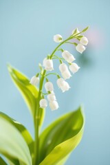 Obraz premium Delicate lily of the valley flowers arranged against a light blue background in a vibrant and fresh display