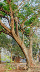 tall trees in a national park