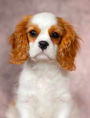 puppy dog ​​cavalier king charles spaniel blenheim 3 months on brown background