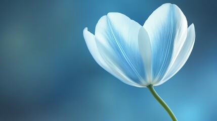 Fototapeta premium Serene Blue Flower Against a Soft Teal Background