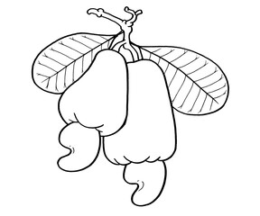 Cashew Fruit Hand Drawn Illustration