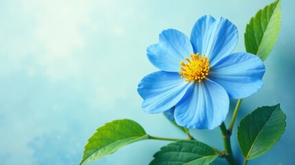 A Single Delicate Light Blue Flower with Vibrant Yellow Center, Gracefully Posed Against a Soft, Airy Background
