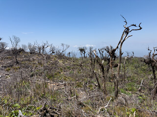 Deforestation in land theme