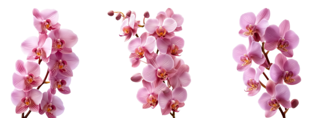 Orchid flowers pink color isolate on transparent background