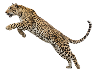 leopard is jumping, isolated on a transparent background