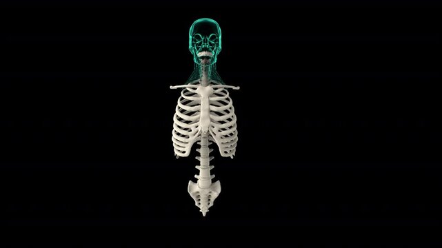 neck muscles 3D Video Animation