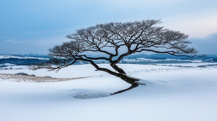 Isolated Tree on Snowy Landscape Under Soft Blue Sky at Dusk