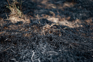 Ground shows destruction after a wildfire in grassland with partially burned grass and soil